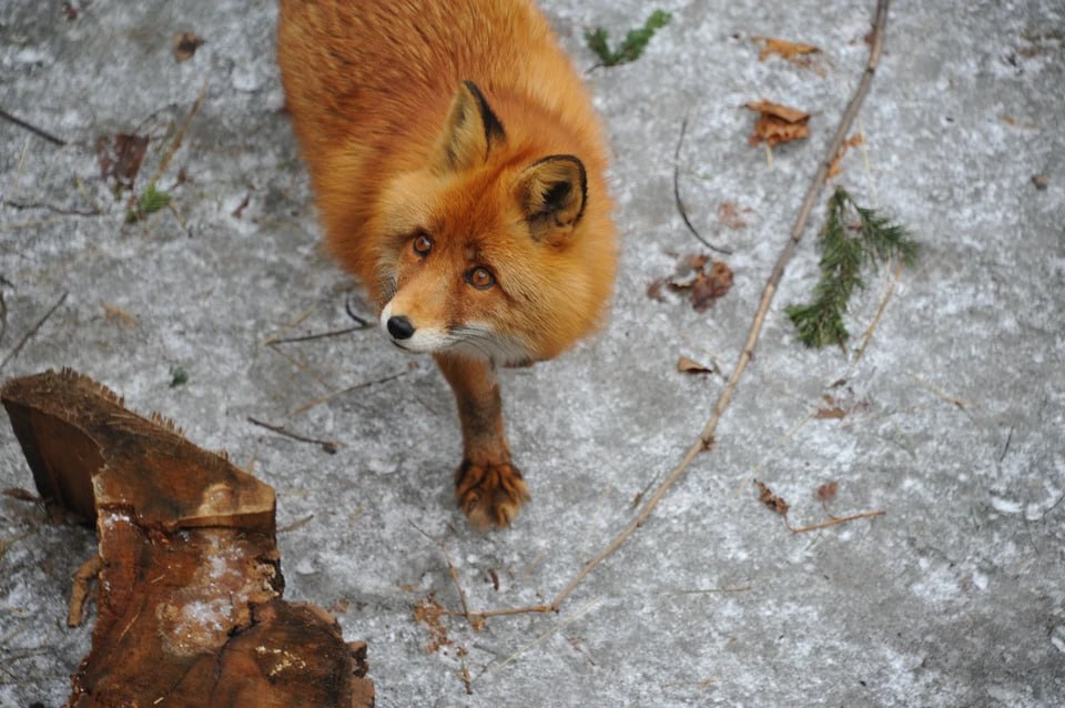 Бешеная лиса пришла на Университетскую набережную в Челябинске