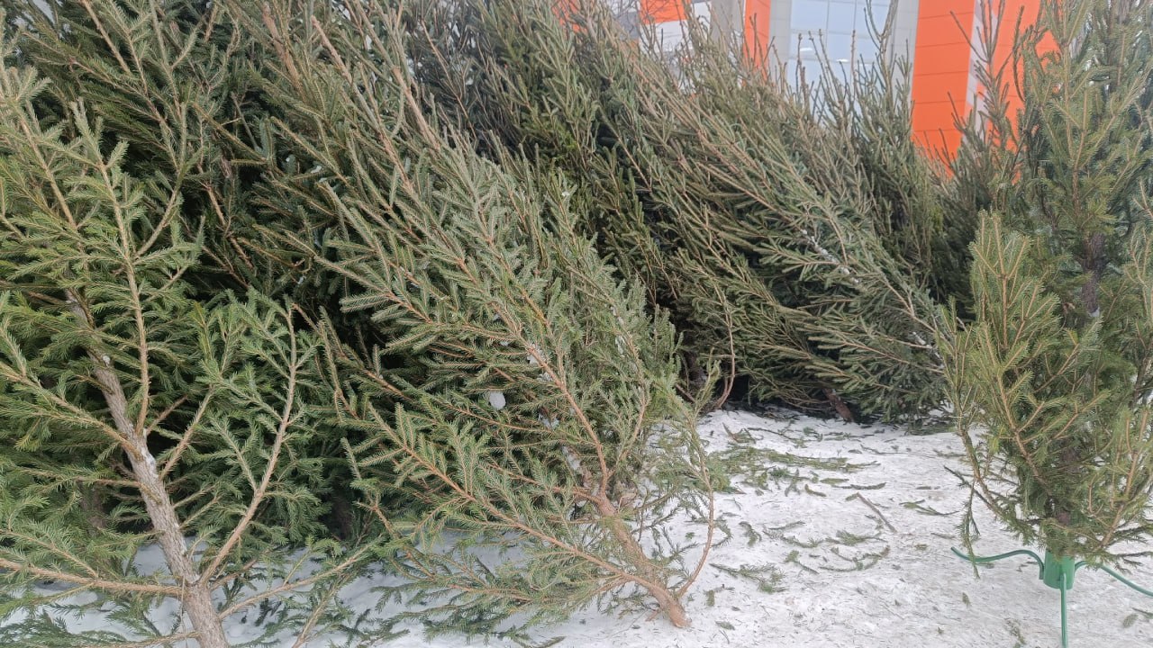 Новогодние елочные базары открываются в Челябинске