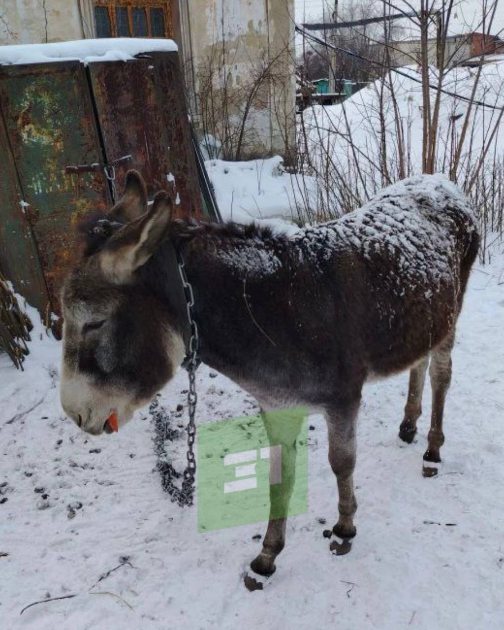"Зачем так издеваться над животным?" Челябинцы просят зоозащитников спасти ослика