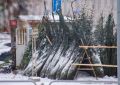 Новогодние пихты подорожали на 20% в Челябинске