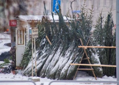 Новогодние пихты подорожали на 20% в Челябинске