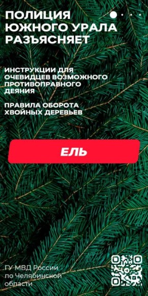 Полиция предупреждает: незаконная рубка хвойных деревьев влечёт ответственность