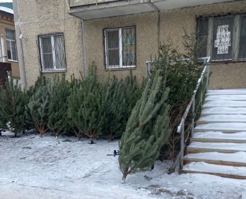 В рамках проводимого на территории города ОПМ «Ель» полицейские Челябинска выявили шестерых местных жителей, занимающихся незаконной продажей хвойными деревьями
