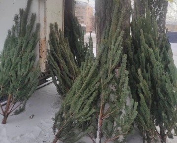 В Челябинске полицейские поймали 6 незаконных торговцев елками