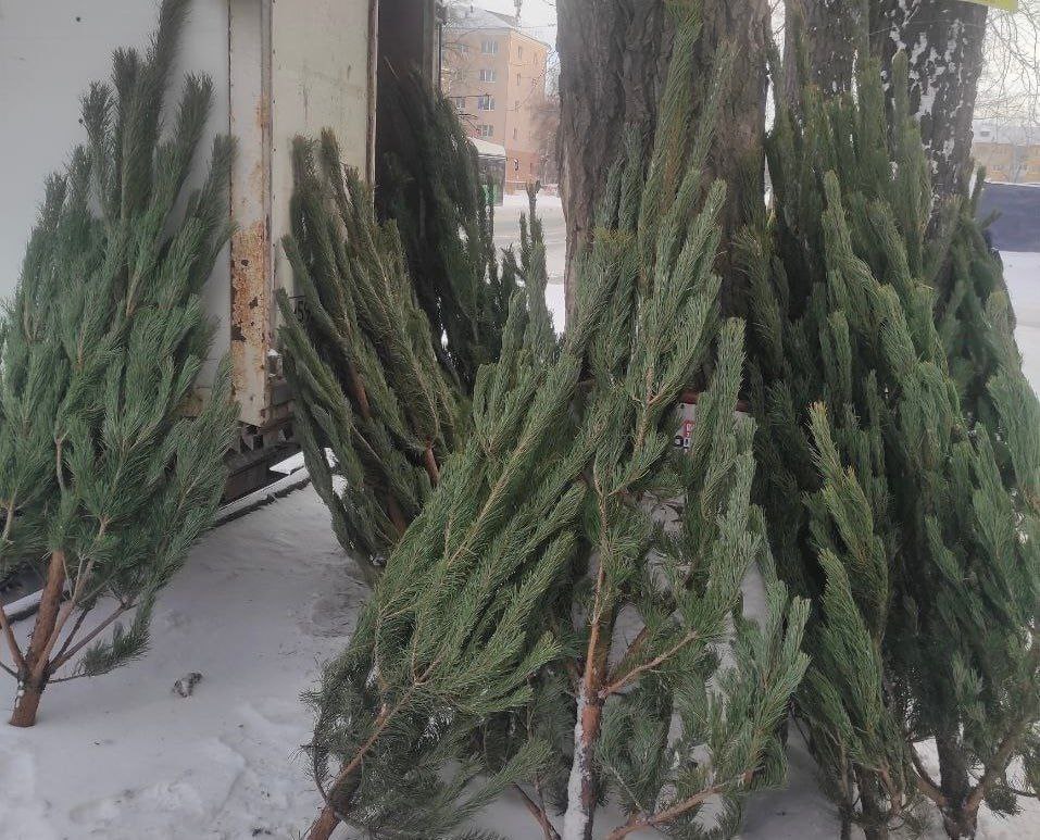 В Челябинске полицейские поймали 6 незаконных торговцев елками