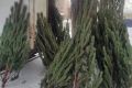 По старинке продают елки из машин и на углах: в Челябинске нашли нелегальные новогодние базары
