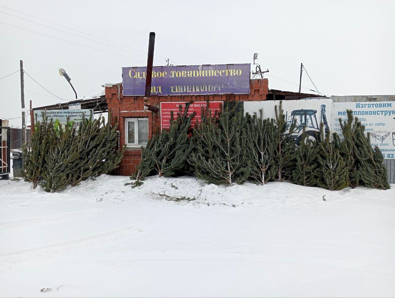 В Челябинске полицейские поймали 6 незаконных торговцев елками В Челябинске полицейские поймали 6 незаконных торговцев елками