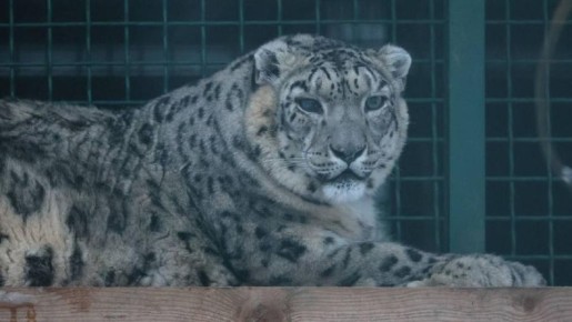 ���������� � ��������: � ��������� �������� ������� �������� �����