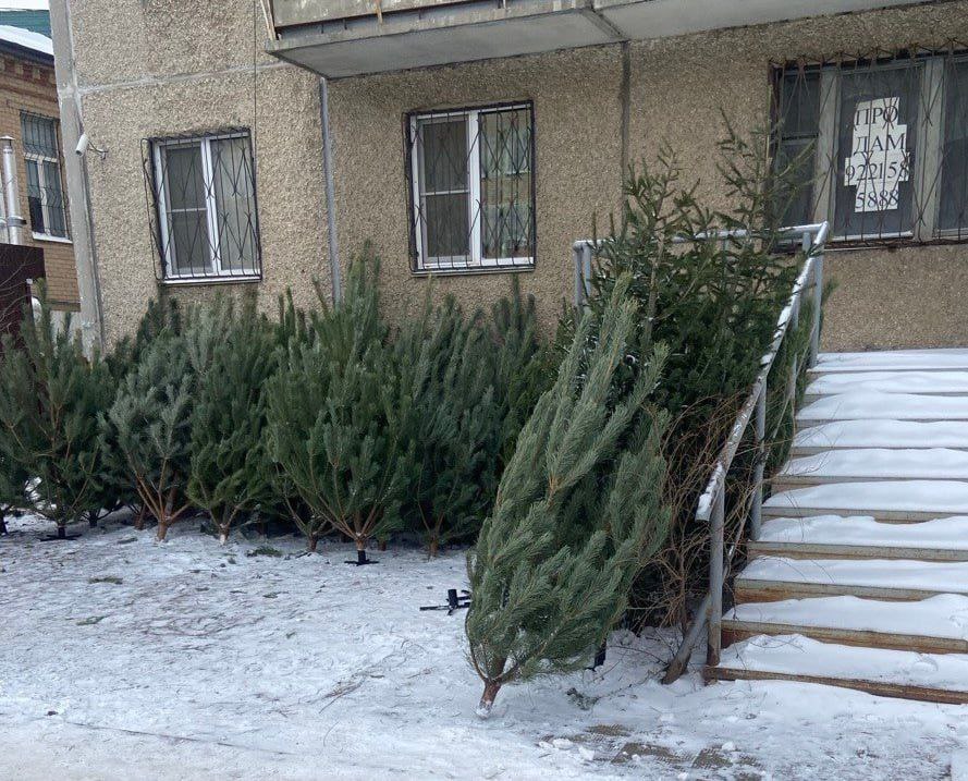 В Челябинске полицейские поймали 6 незаконных торговцев елками В Челябинске полицейские поймали 6 незаконных торговцев елками