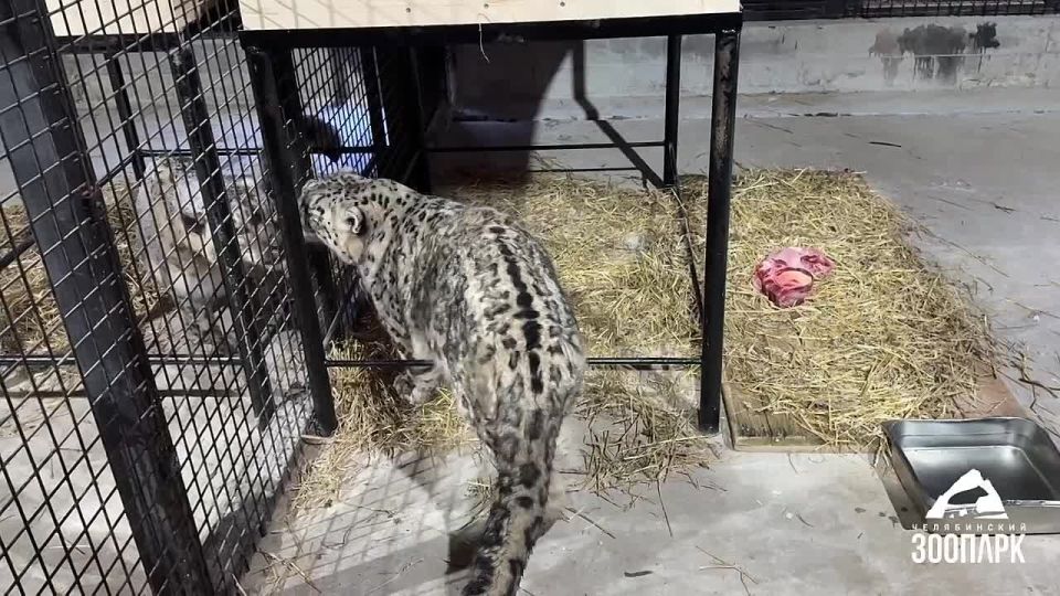 ������� ������� ���� ����� ��� ����