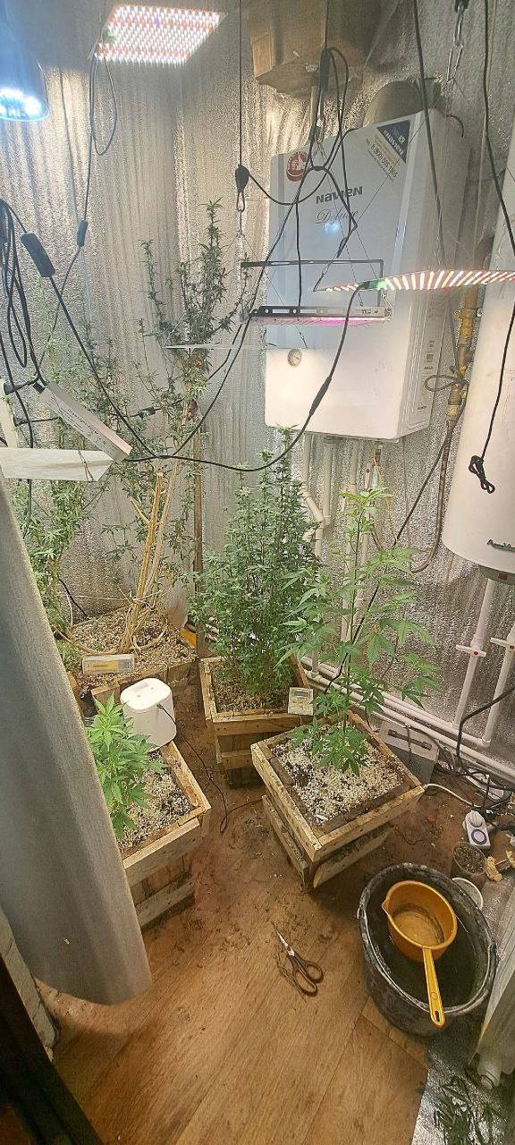 В Южноуральске полицейские задержали 48-летнего мужчину, выращивавшего коноплю в своей квартире