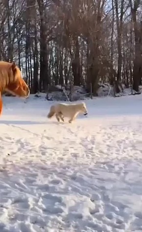 #СДобрымутром31. Времени до Нового года все меньше, а завала на работе все больше Вам нужна передышка и новогодняя лошадка! Она говорит, что все обязательно будет хорошо