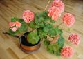 Герань в доме: символ благополучия или предвестник бед?