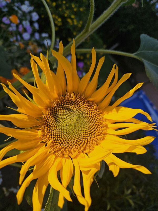 ����������� ������� ������� ��������� ������ ��������� �������