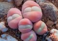 Суккулент с незабвенным названием: тайны Gibbaeum Heathii