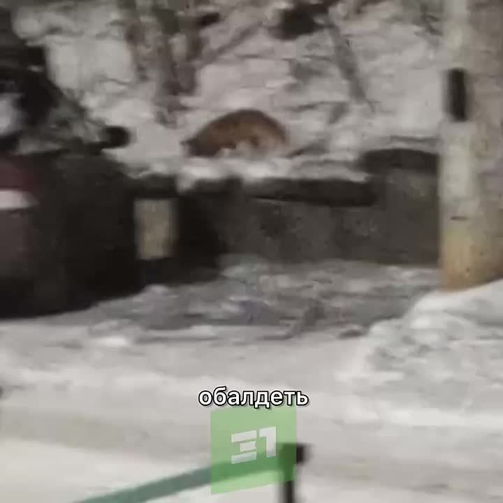 � ������� ������������ �������� ����