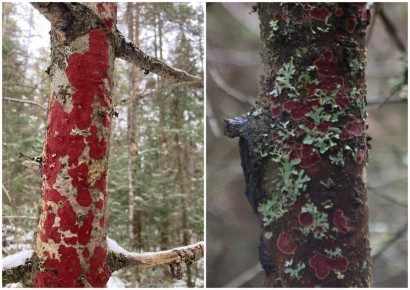 ����� �� �� ������: � ����� ����������� ������� ���������� �������