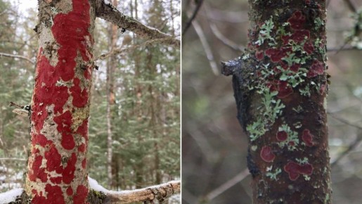 "�������������" ������� ���������� � ����� ����������� �������