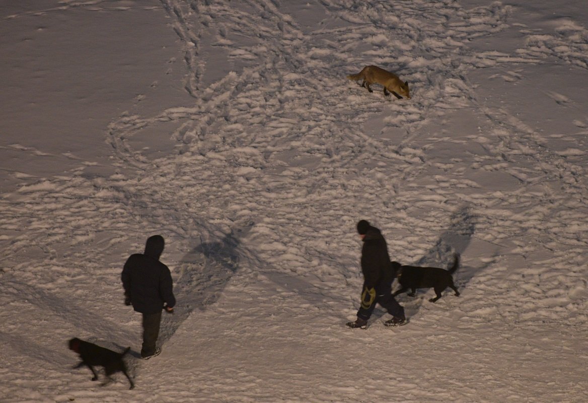 Лис все чаще видят на улицах Челябинска и Копейска