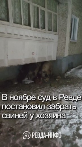 Свиньи терроризируют жителей города в Свердловской области