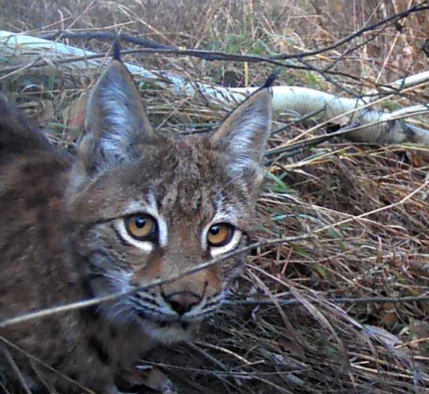 В окрестностях Озерска все чаще встречают диких животных, включая краснокнижных