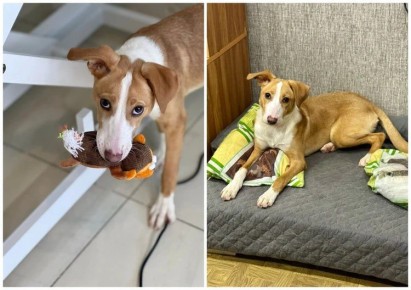 ���������� ����� �����������: � ���������� ���� ������� ��� �����, �������� ��������� � �������