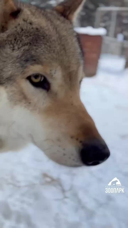 ���� ������ �� ������������ �������� ������� ���� �� ������