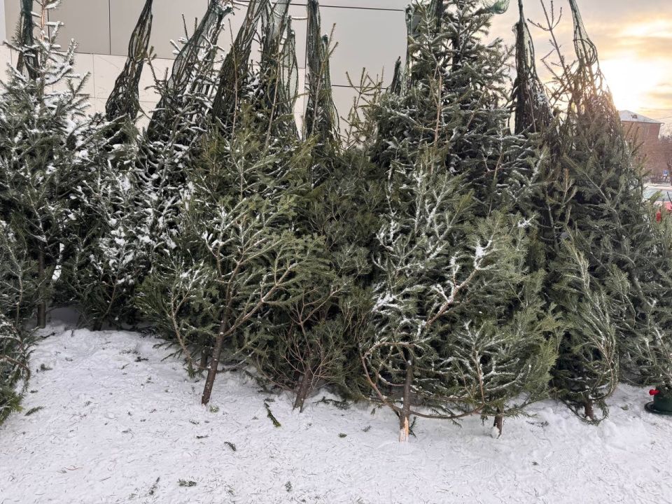 В Челябинской области полицейские продолжают пресекать незаконную торговлю новогодними деревьями