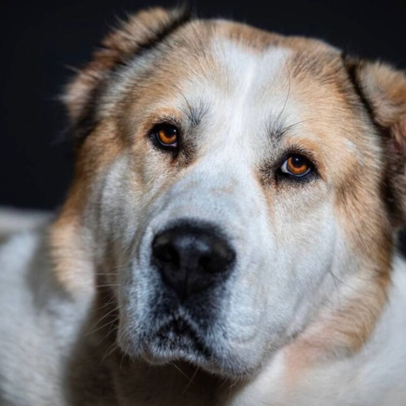 После нападения алабаев на детей хозяину псов придется выплатить 270 тыс.руб