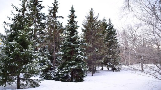 ������� ����������� ������� ����������� �� ���������� ������� ���� �� 181 ���