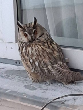 Ребят, кому письмо?. В гимназию №1 заглянула сова