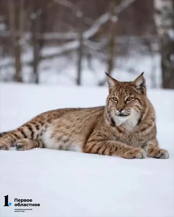 ������� ���� �� ����� ����� ���������� �� 13 ��������