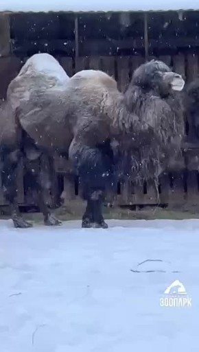 Посмотреть, как зимуют кони и пони и познакомиться с хищниками на безопасном расстоянии