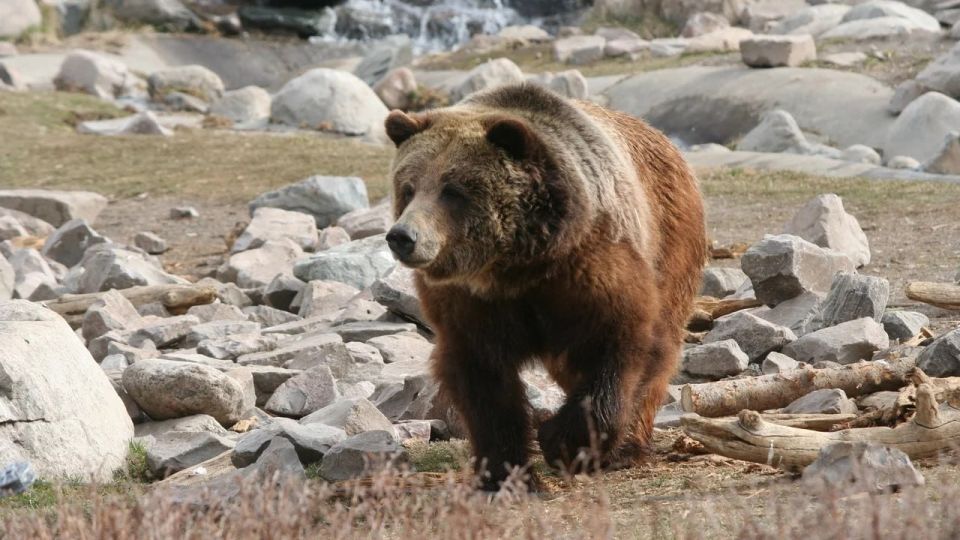 Ученые выяснили, что ели пещерные медведи на Урале тысячи лет назад