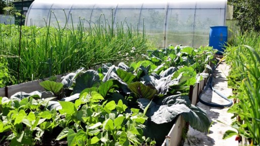 Садоводам Челябинска рассказали, что такое карта грядок и зачем ее делать в январе