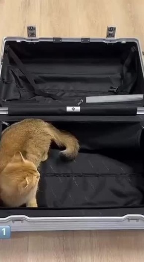 Приходящие зооняни и передержки для животных