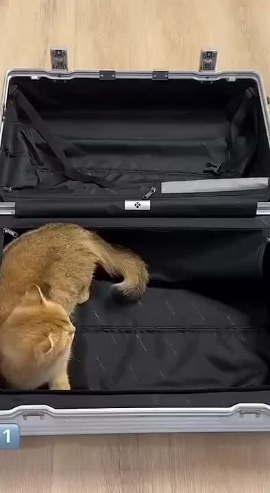 Приходящие зооняни и передержки для животных