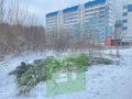 Нераспроданные ели бросили рядом с дорогой