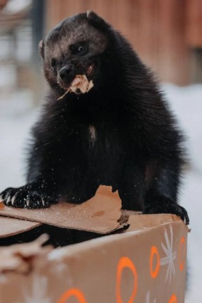 ���� ������ ��� � �����! �������, ��� ��� �������� �������� �������� ��������