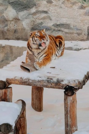 Милейшая подборка фоток от челябинского зоопарка