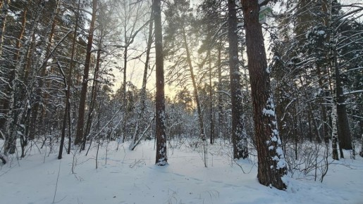 ���� � ��������� ����������� �� -1�C ������������ � ����������� �������