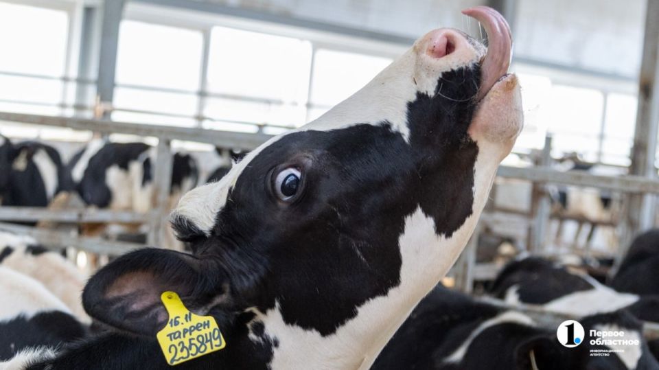 ����������� ����������� ������� ��������� ������ ������������ ������