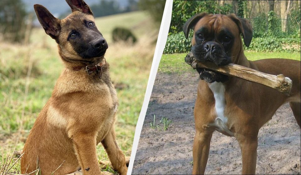 ������ �� ��� �������: ����� ������ �������� � �����������