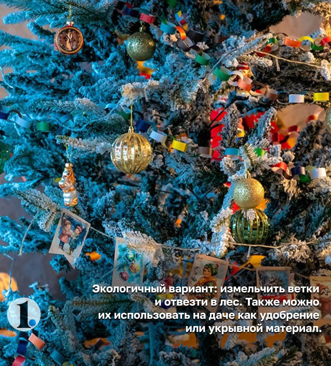 Куда деть живую елку после праздников? Напоминаем правила утилизации! Куда деть живую елку после праздников? Напоминаем правила утилизации!