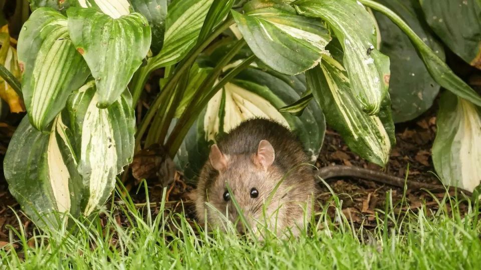 ��� ��������� ����� � �������� ������: ������� ������������ ����������