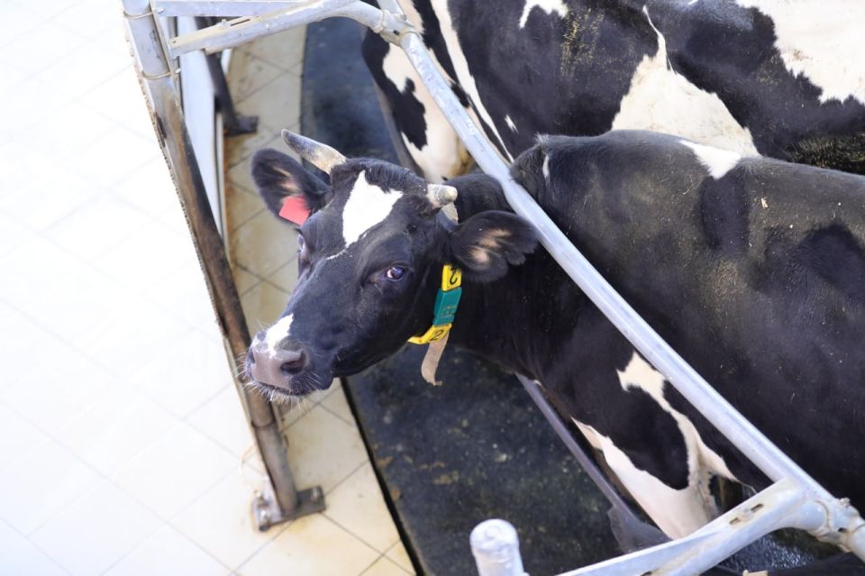 ����� 130 ���� ������ �������� �� ��� �� ������ ����������� �������