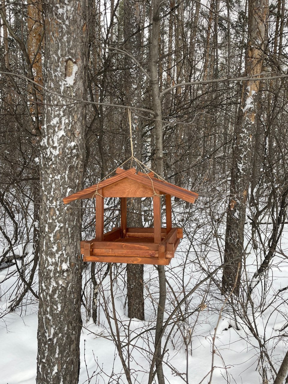 Жителей Челябинской области призывают присоединиться к экологической акции «Синичка-74» Жителей Челябинской области призывают присоединиться к экологической акции «Синичка-74»