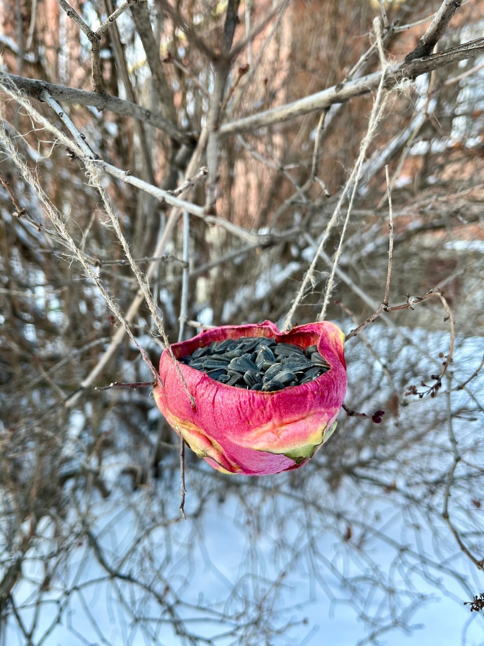 Жителей Челябинской области призывают присоединиться к экологической акции «Синичка-74» Жителей Челябинской области призывают присоединиться к экологической акции «Синичка-74»