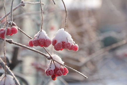 ����������� ����������� �� ����������� �������