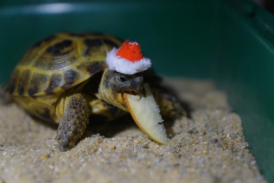 Праздник прошел, а хвостатые Деды Морозы остались: прием заявок на конкурс «Хвостатый Новый год» подходит к концу, но есть шанс запрыгнуть в последний вагон